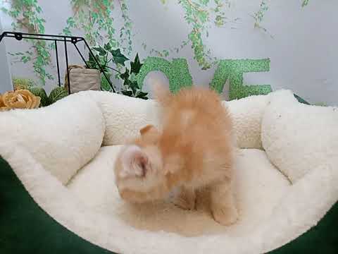 644607 アメリカンカール