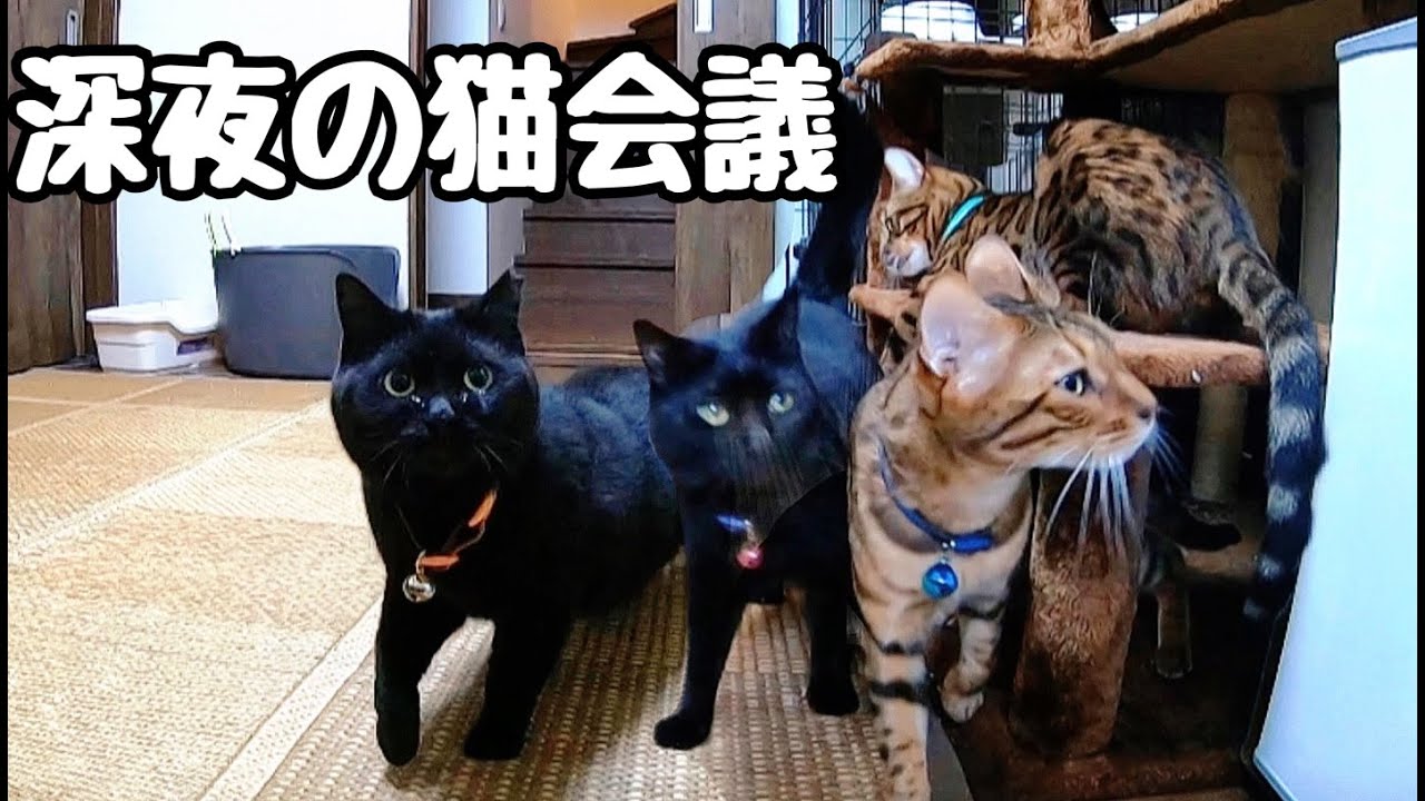 深夜の猫達の様子を朝まで撮ってみたら大集合してた件