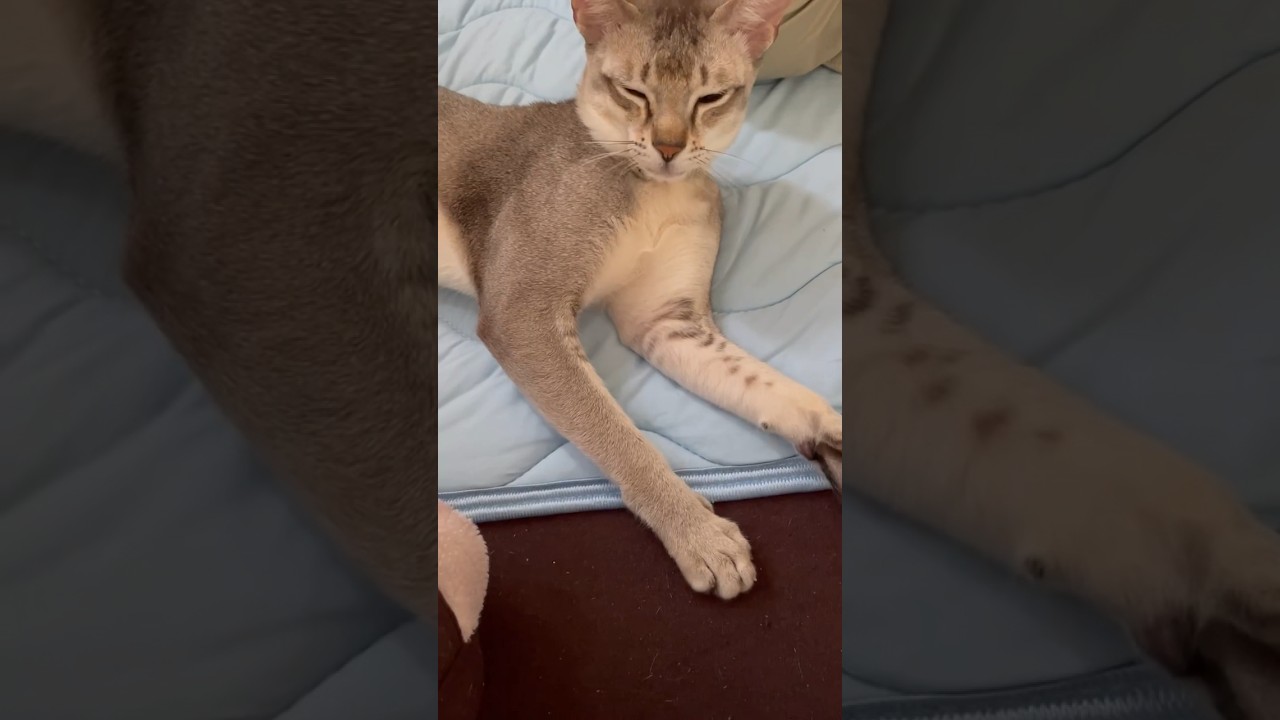 アクビをしそうでしないシンガプーラ弟者