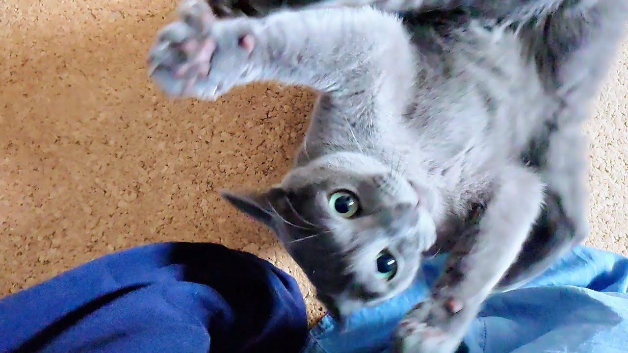 【猫動画】帰宅した嫁にじゃれついちゃうロシアンブルー【russianbule】Russian Blue comes home and plays with his owner