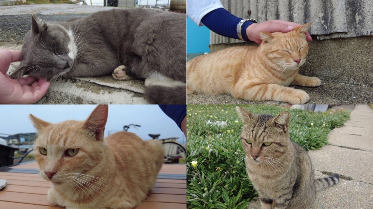 【総集編】日本の港や猫島の猫たち。Cats in Japanese ports and cat islands.【作業用】