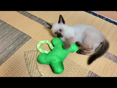 骨のおもちゃを食べようとするシャム子猫🤭