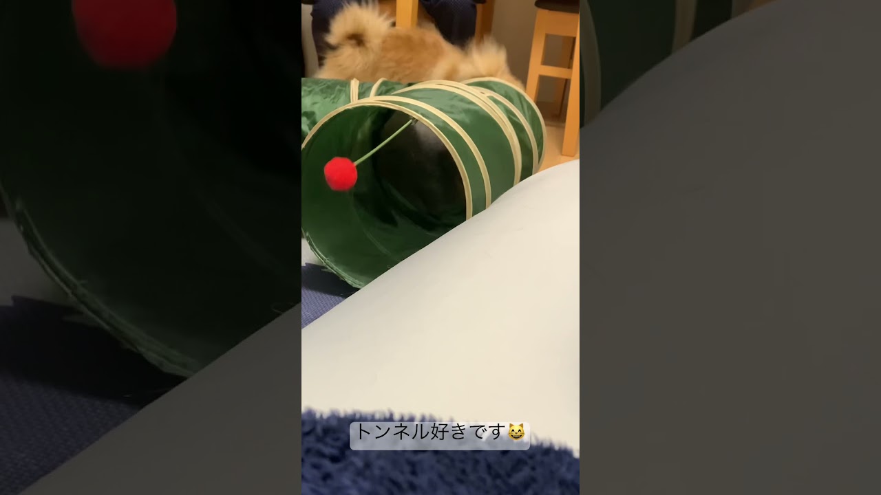 豪快に突き進む猫w #cat #chartreux #シャルトリュー #猫