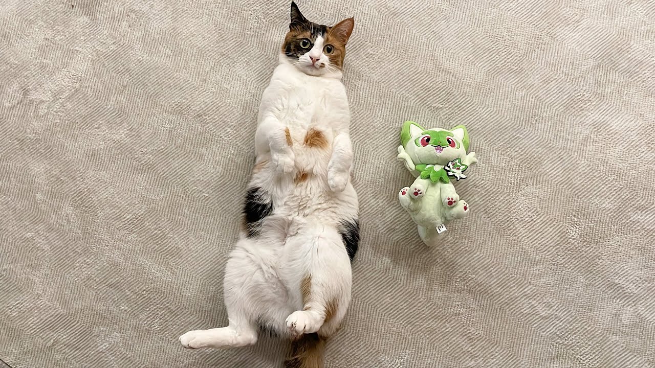 我が家に新たな猫(ニャオハ)が増えたので猫たちに紹介させていただきました。