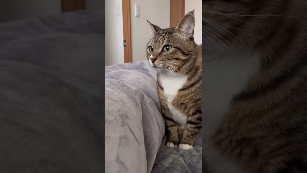 朝からバナナで遊んでたほたて氏🍌 #元ボス猫 #保護猫