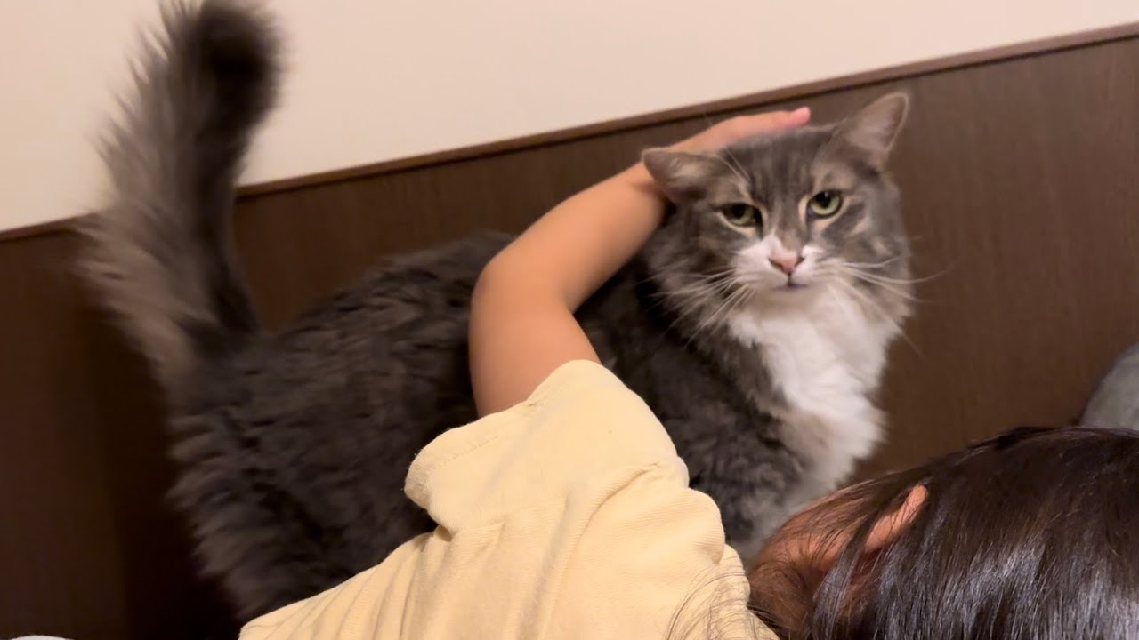 実家猫へのバイバイ慣れで、頻回にバイバイされるようになった猫　ノルウェージャンフォレストキャットA cat being said bye bye to a child.