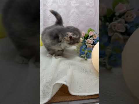 スコティッシュフォールド 人気のダイリュートキャリコ(∩´∀`∩)💕　毛色ダイリュートキャリコ（ロング）