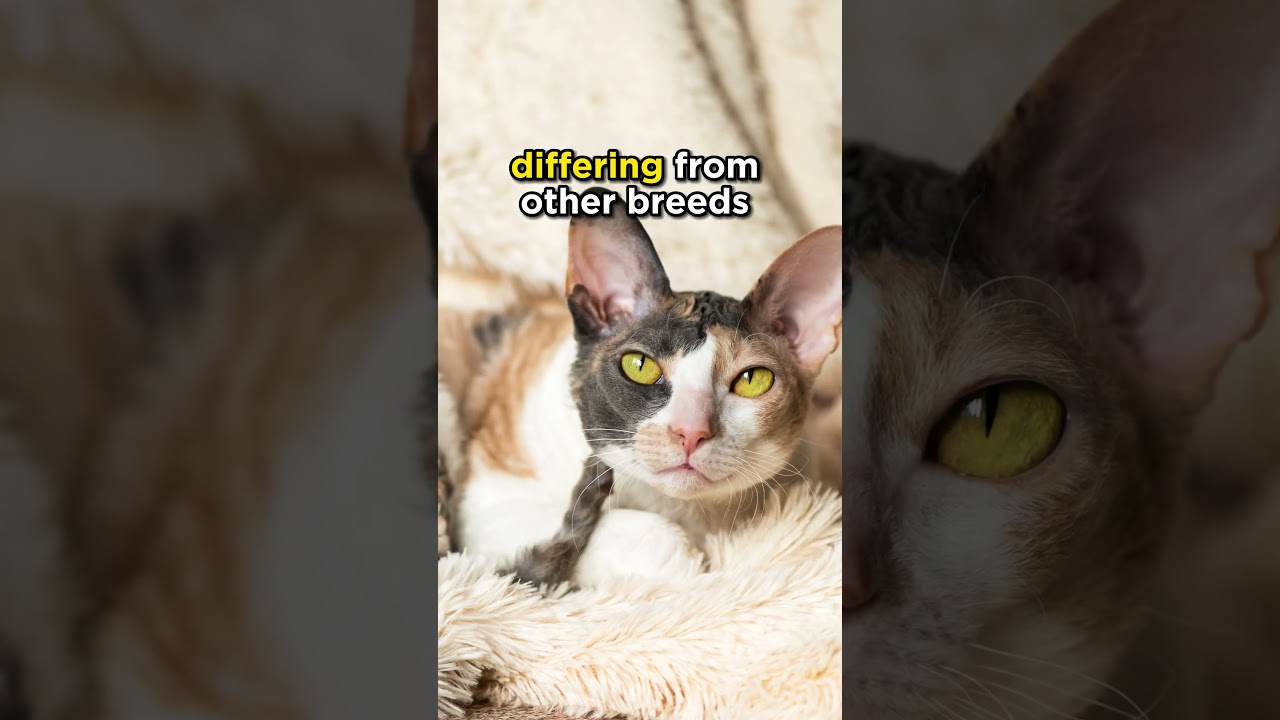 The Cornish Rex cats #cats