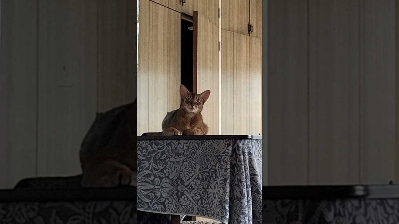 ネコ動画あび#1953　#shorts　あびの毎日　アビシニアン　あび