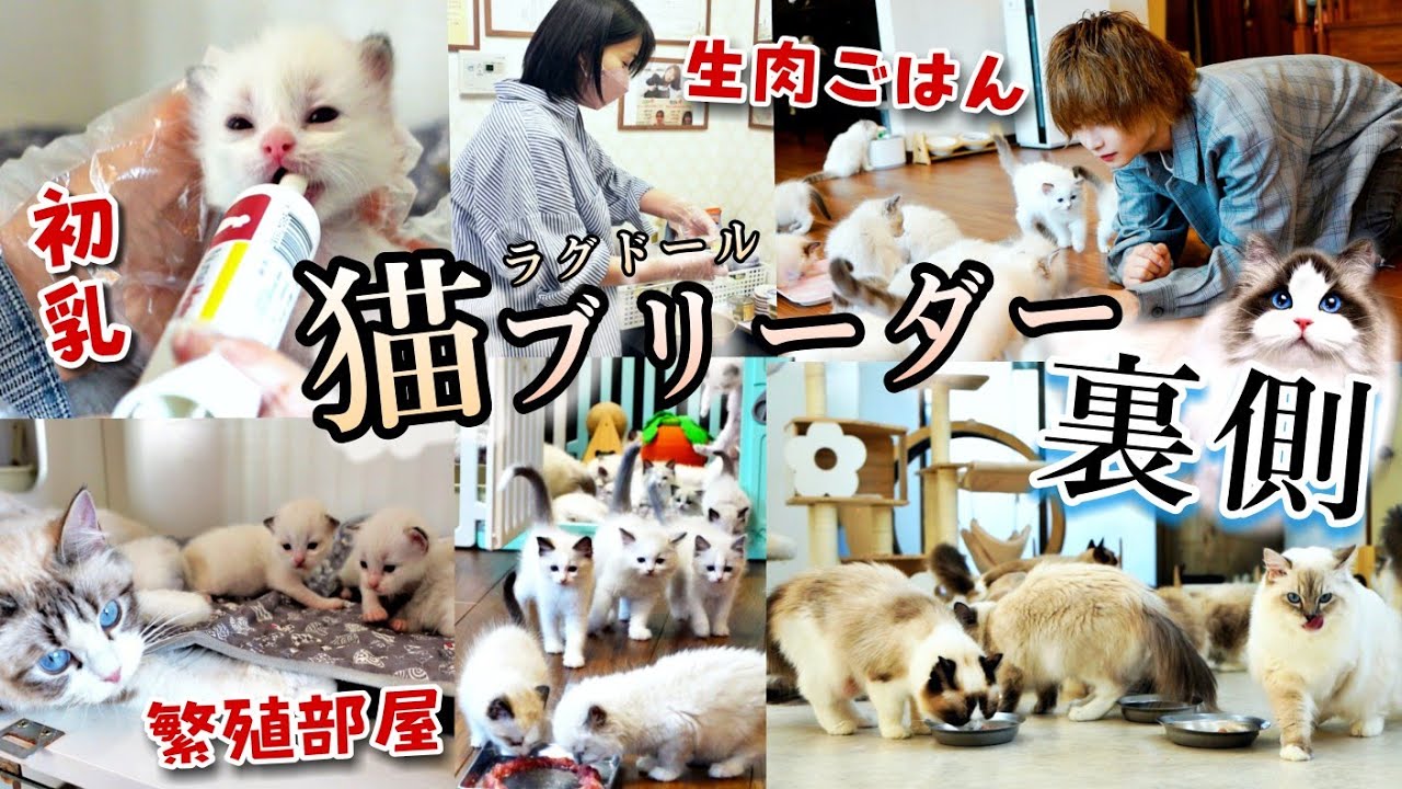 猫ブリーダーの裏側すべて公開します！