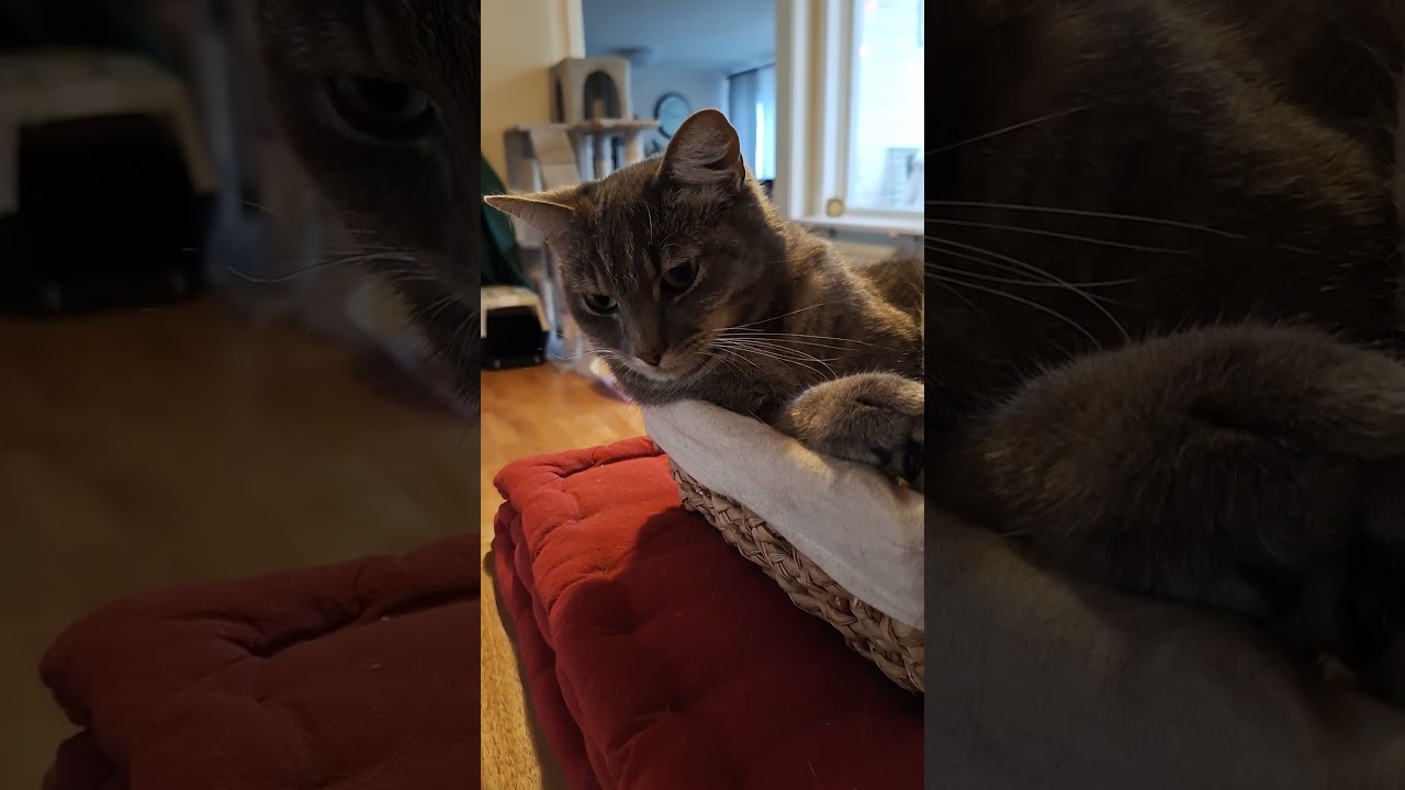 Cat Family. Cute cat Mozart is having a nap #shorts