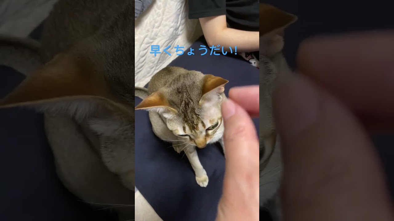 【シンガプーラ】おやつを無理やり最速させられる猫 #kitten #子猫 #animals #cat #pets #singapura #猫 #シンガプーラ #おやつ