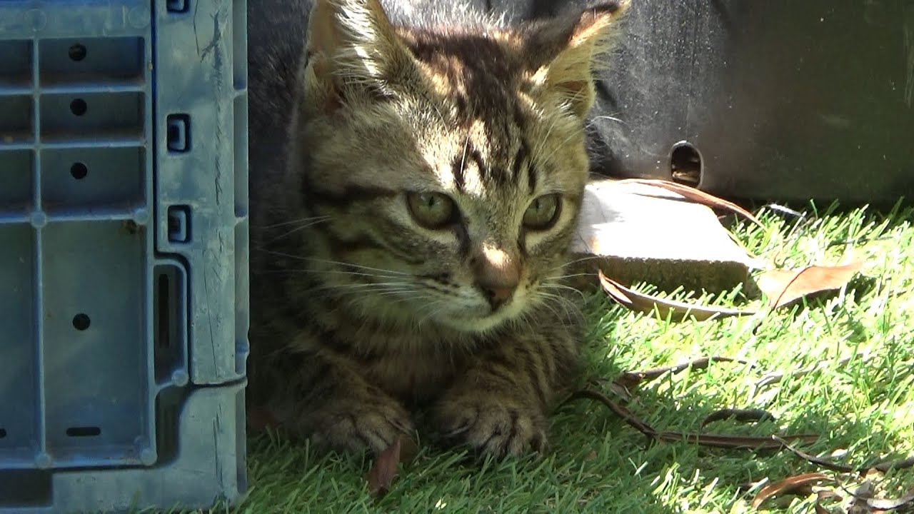 車屋で保護した子猫がボス猫を挑発してしまった結果