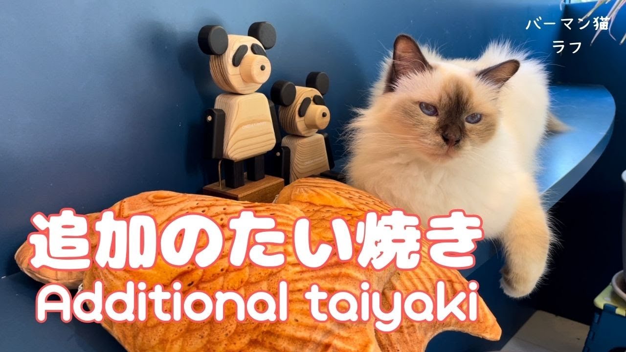 バーマン猫ラフ【追加のたい焼き】Additional taiyaki（バーマン猫）Birman/Cat