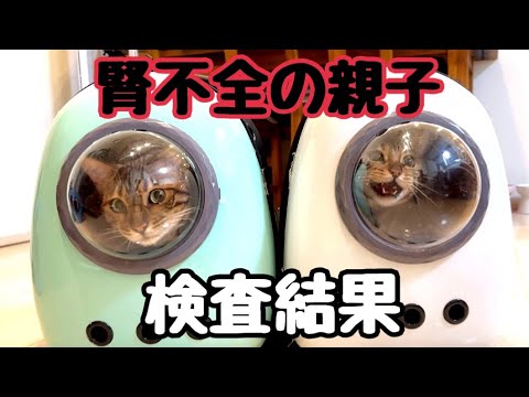 腎不全の猫親子の検査結果が出ましたのでご報告します