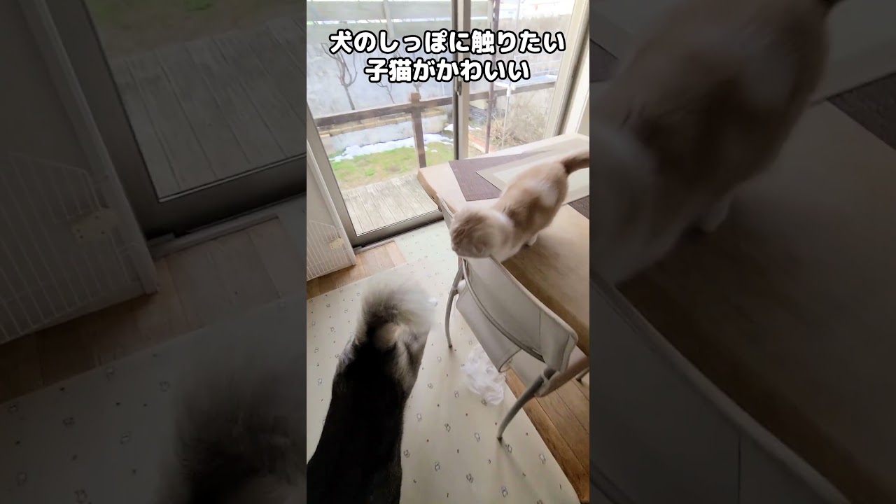 犬のしっぽを触ってみたい子猫がかわいい...#shorts