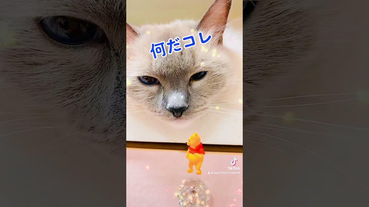 【anela】ひたすら踊ってる#cute #ラグドール #cat #shorts