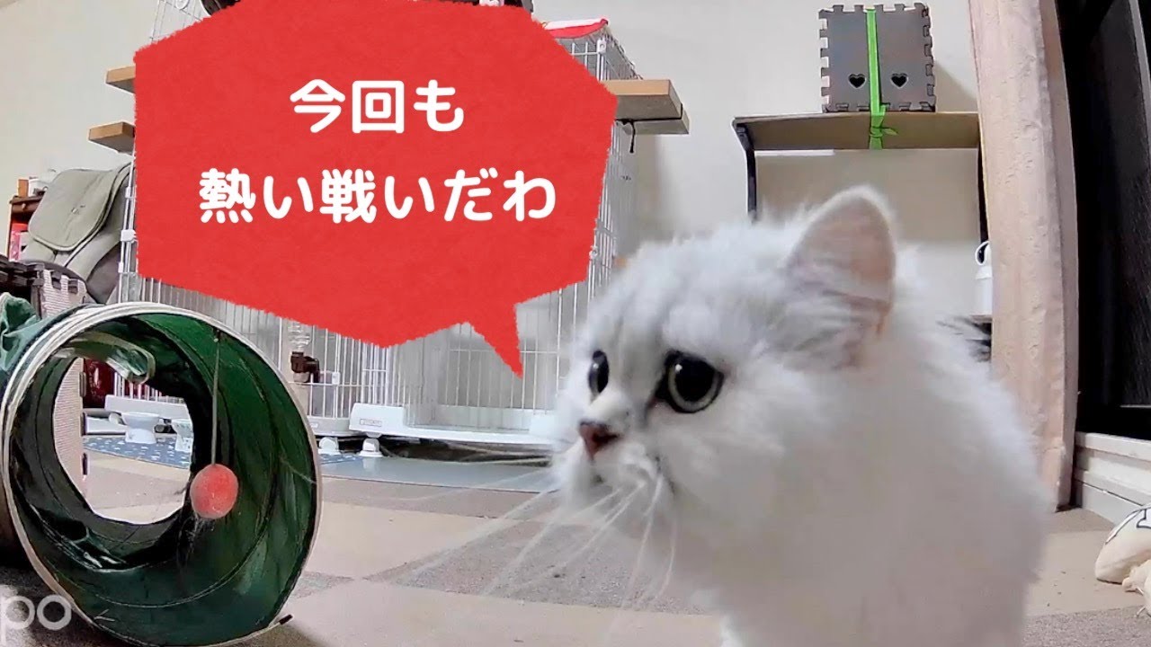 【ペルシャ猫】トンネルでワープ‼️瞬間移動がすごすぎて周りが大変‼️チンチラゴールデンのマリーちゃんがお転婆すぎる！