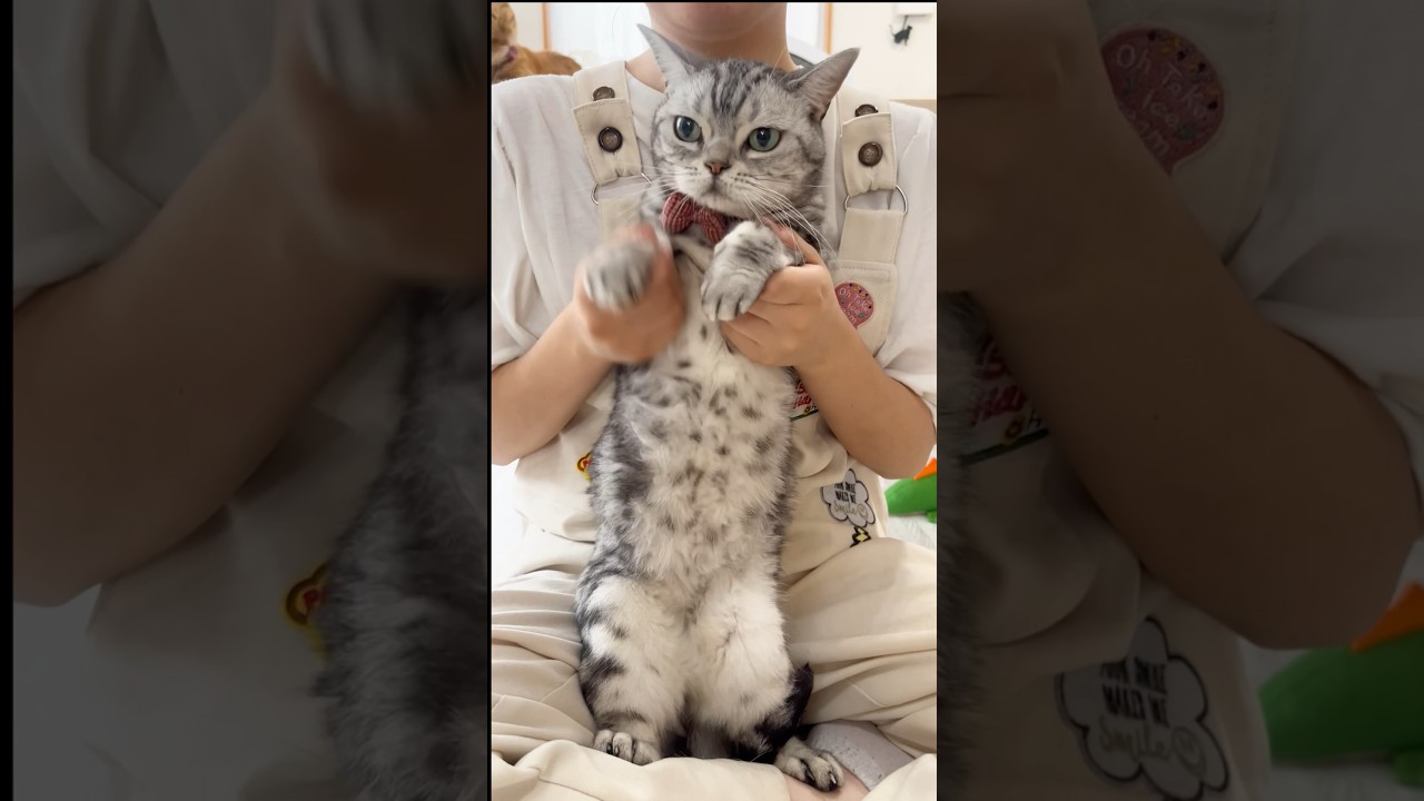 あいちゃん、可愛くてごめん #猫 #アメリカンショートヘア