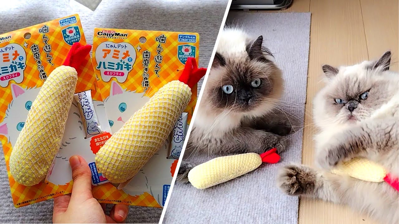 歯磨きするぞー！【ヒマラヤン猫】