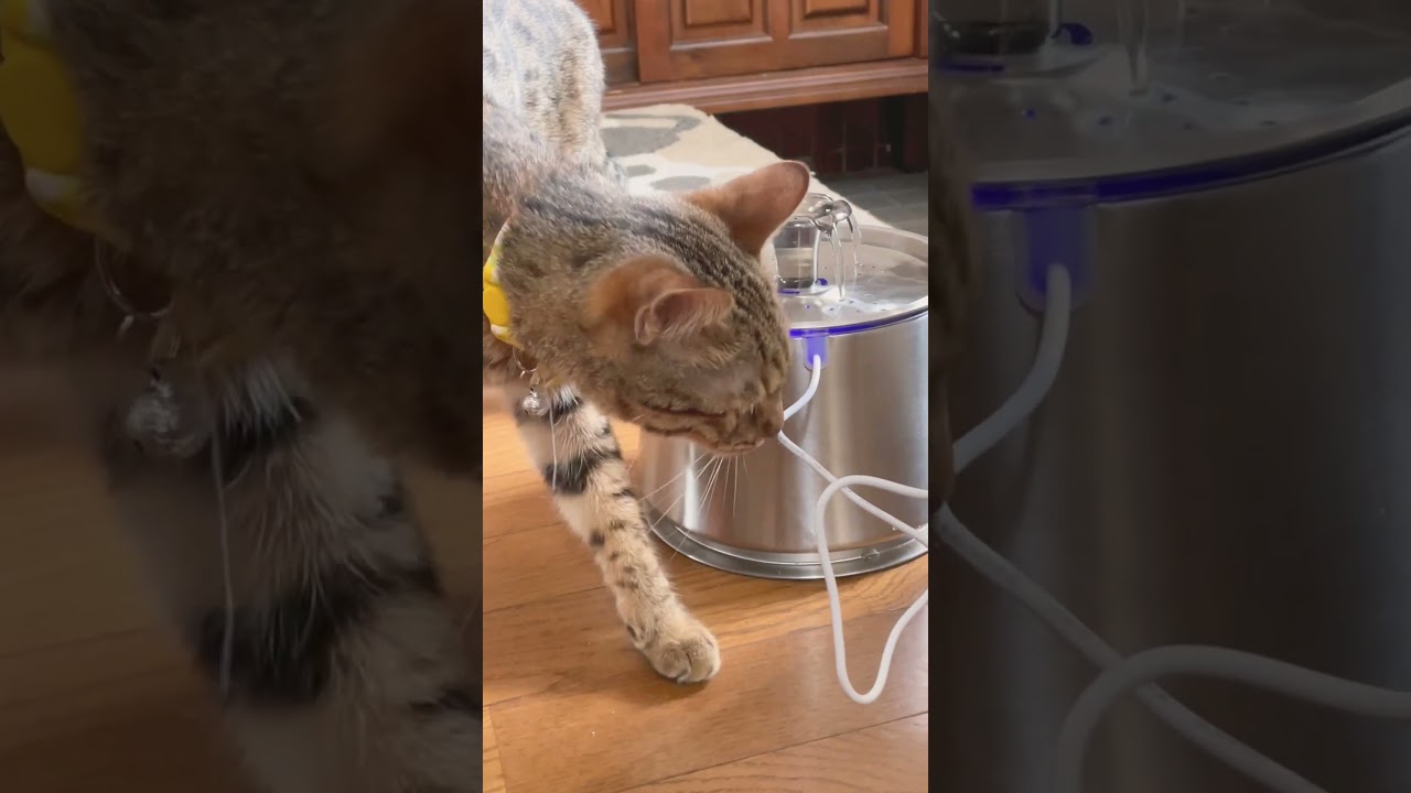 新しい水飲み機を試してみた#猫#ベンガル