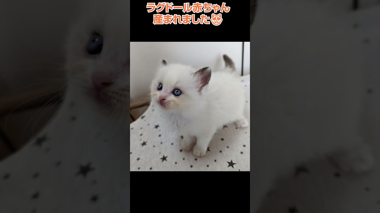かわいいラグドールが産まれました🐈横浜 子猫専門ブリーダー「律子の部屋」 #shorts #ラグドール#猫のいる暮らし