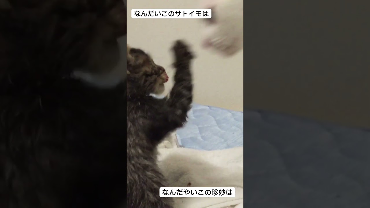 保護子猫、珍妙ウチューネコとの初遭遇（2015年） #cat #猫 #保護猫 #子猫 #kitten #ねこ #こねこ #animal #babycat #cute #shorts
