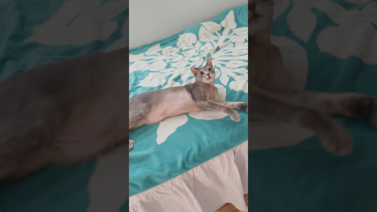 元気な8歳の猫 #cat #アビシニアン #ロシアンブルー mix猫