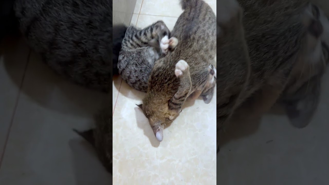 Cute Kitten 🐈 #cats #catlover  #catlife #catlovers #kitten #kitty #pet #cute #love #meow