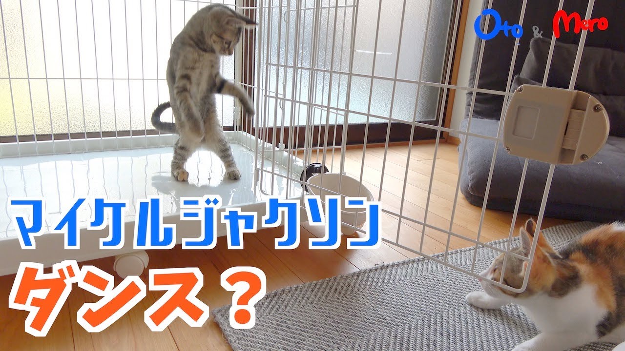 【元保護猫】ケージの1Fがダンスフロアになる子猫とステージを見る子ねこ｜マイケルジャクソンのムーンウォーク風？バックステップ｜初めてのミルボラで我が家にきた子猫｜生後約4ヶ月弱｜kitten.cat.