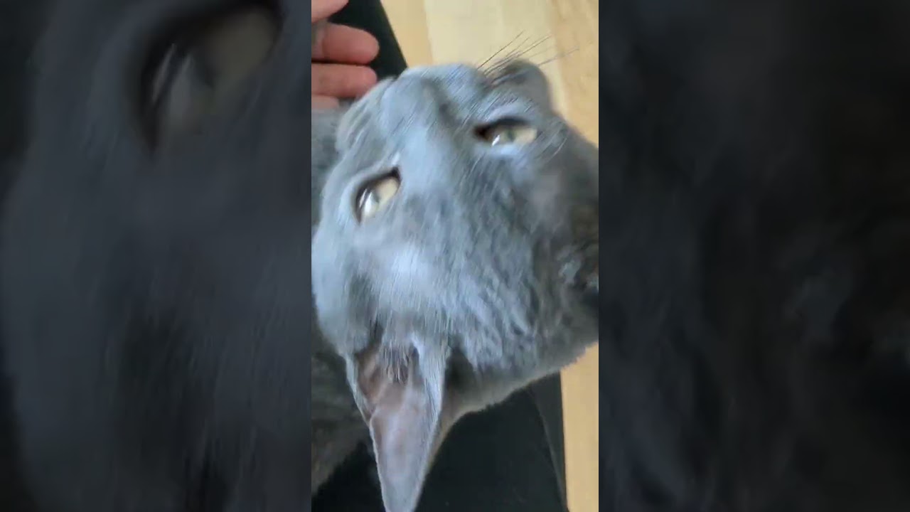 ごはん？と聞くと、シャガレ潰れ声でなく猫 #猫のいる暮らし #猫動画 #子猫癒し #猫　 #シャルトリュー