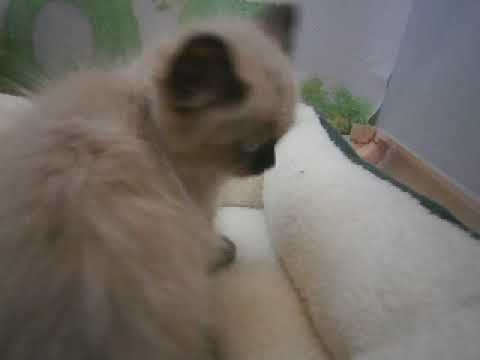 640663 ヒマラヤン