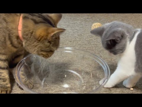 【実際どうなの？】猫は液体になるのか？試してみた♪