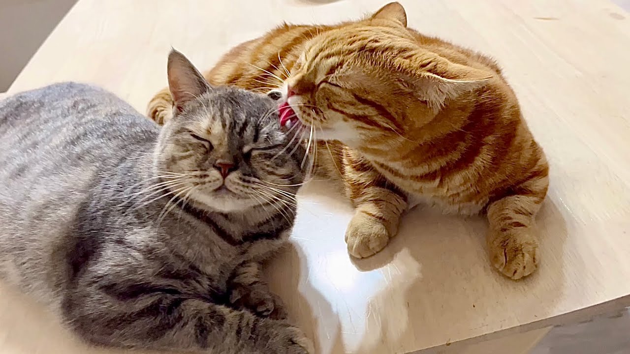 子猫の頃からなにも変わってないちゃびくんとぎんちゃん