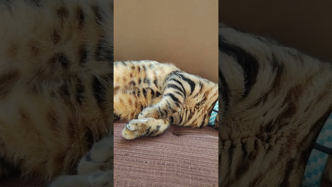 #shorts 【ベンガル猫】元気に遊んだあとは…