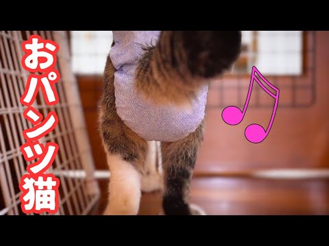 目の見えない猫は可愛いおパンツ姿で隣部屋を覗いていた