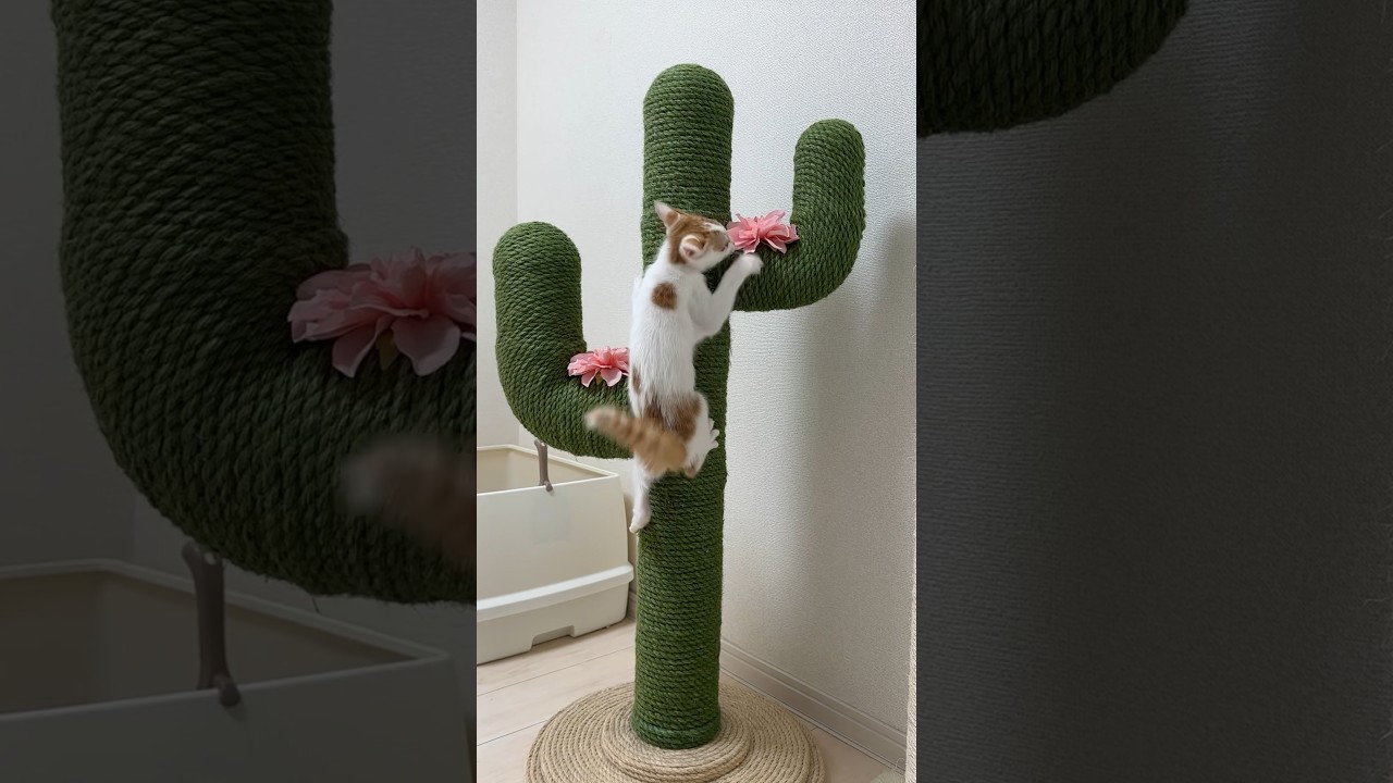 サボテンと戦う子猫🌵 #shorts