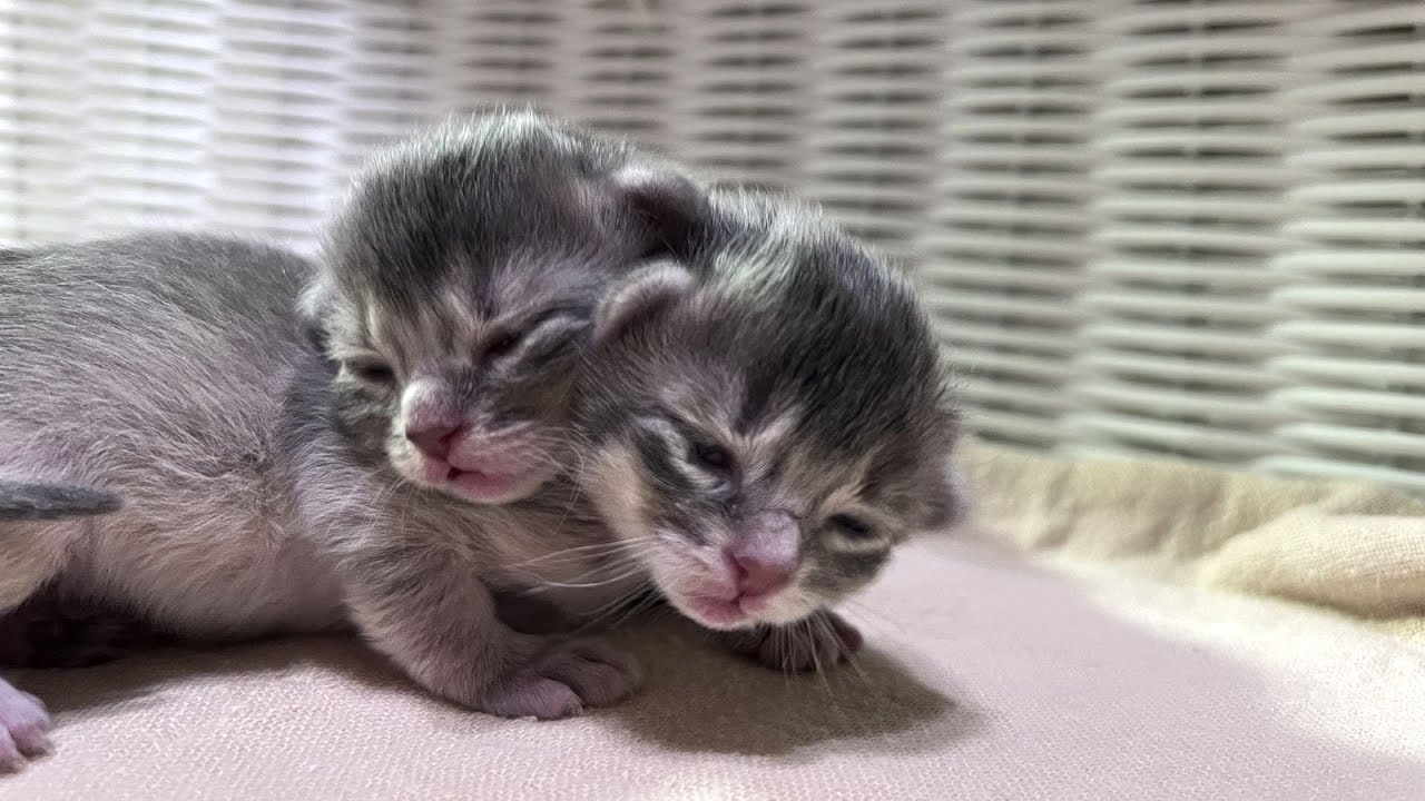 目が開きはじめました。