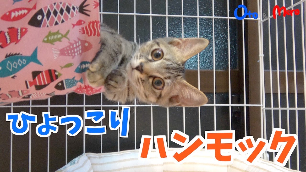 【元保護猫】新入り段ボールの荷物チェックに厳しい子猫｜ビニール袋はいつだって子猫を狂わせる｜ハンモックからひょっこり子ねこ｜初めてのミルボラで我が家にきた子猫｜生後約4ヶ月弱｜kitten.cat.