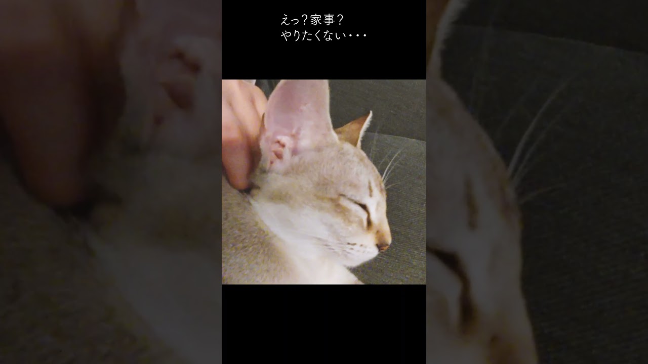 ヒトをダメにする猫・・・仕方ない#シンガプーラ#子猫#shorts