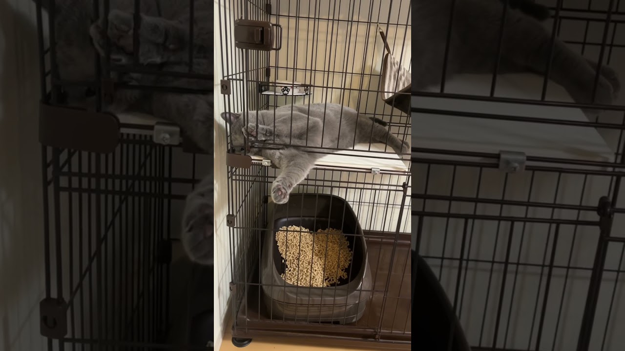 [シャルトリュー] 出たいよ〜w #cat #猫 #シャルトリュー #chartreux