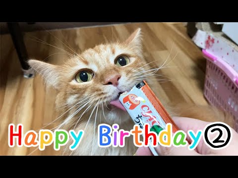 【猫様】祝6歳になったメインクーンの百福へ誕生日プレゼント食べ物編です！大好物は別腹！
