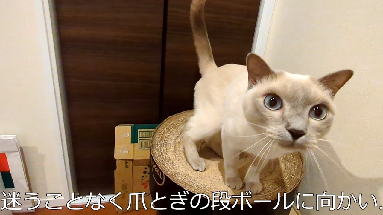 【至福の時間】【ロシアンブルー×トンキニーズ】この時間幸せだなぁ（#123）