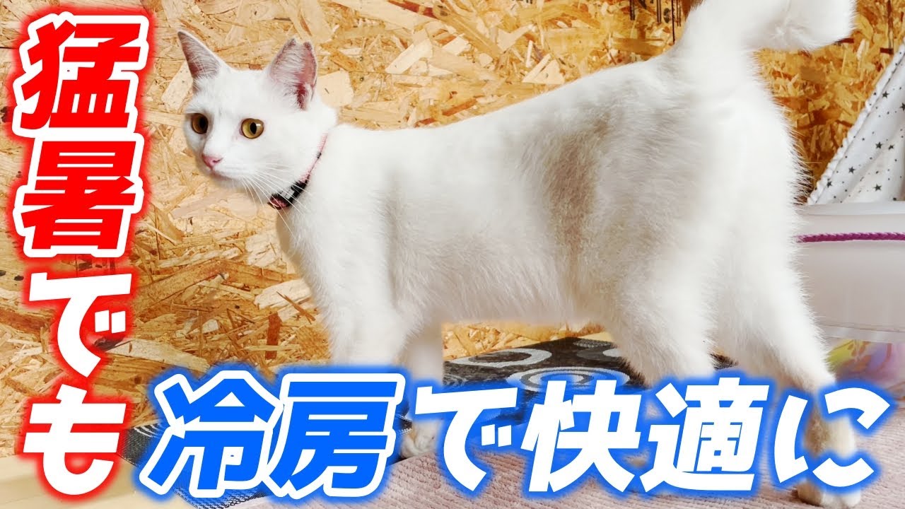 猛暑日にエアコン付きの部屋で快適に過ごす庭子猫達…♡[三毛母猫の子猫]