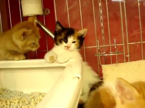 ■マンチカン■2016.3.30生■♂♂♀♀■■