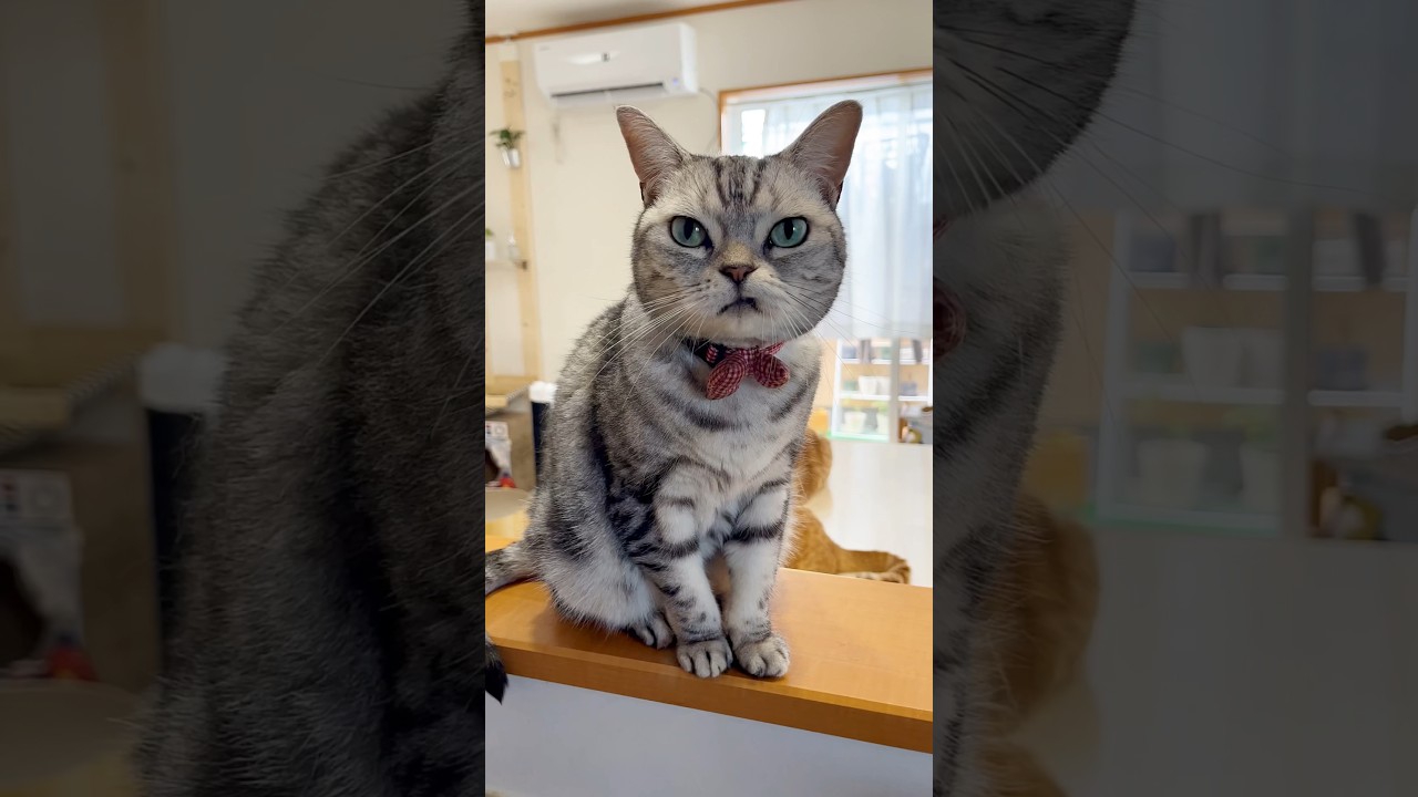 お盆休みもさそり座の女 #アメリカンショートヘア #猫
