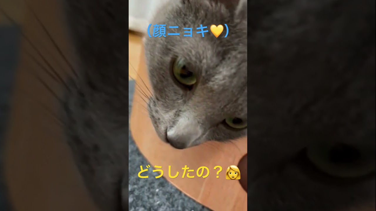 顔がニョキ💛びっくり可愛い猫（ロシアンブルー）#shorts