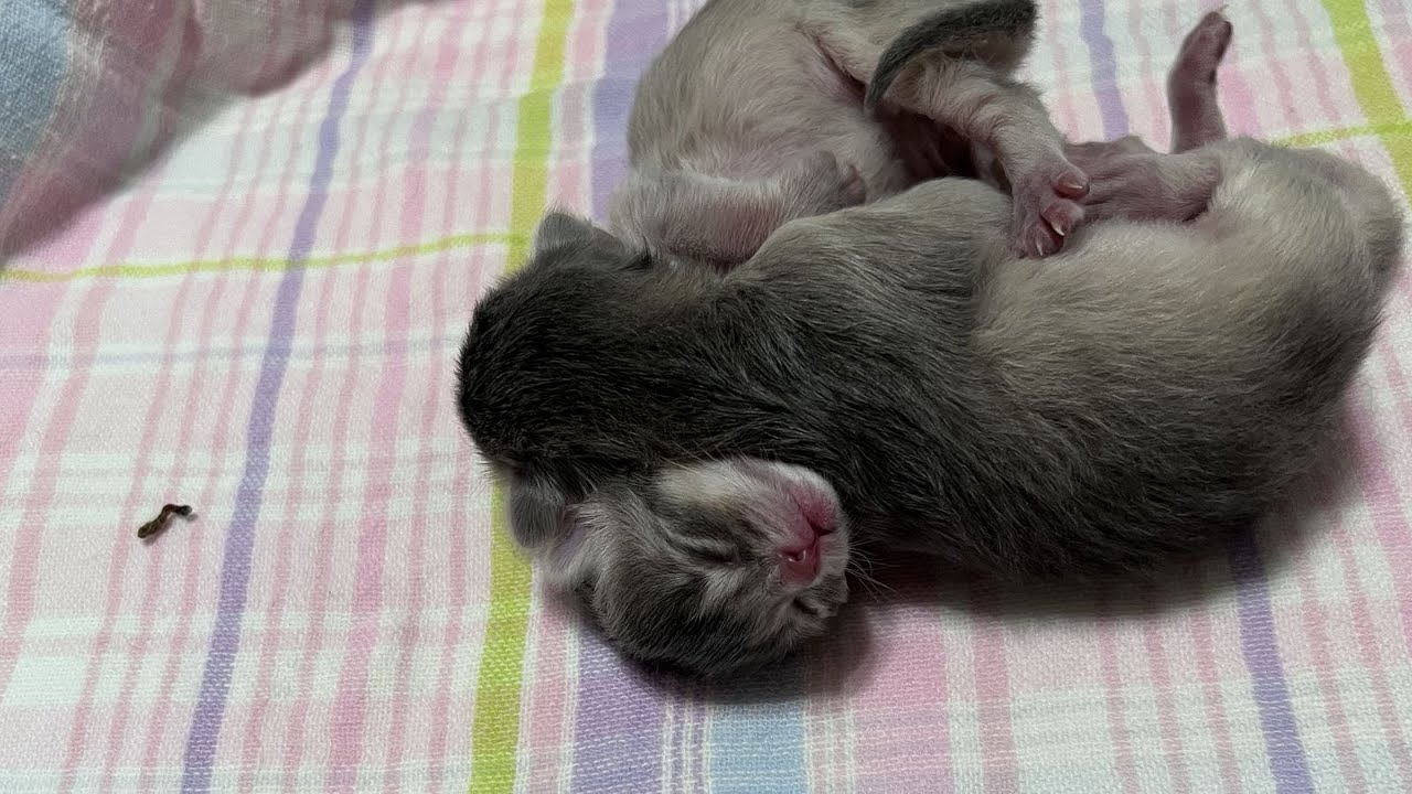 臍の緒が落ちていました。