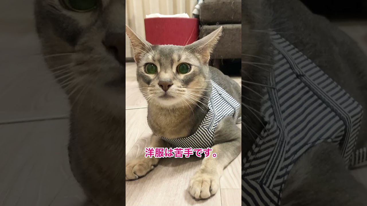 ウチの最強アイドル♪アビシニアンのアビたん#猫 #アビシニアンブルー