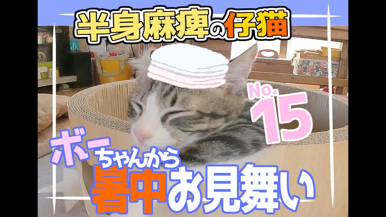 【畑に捨てられた子猫のその後】ボーちゃんが歩けるようになるまでの軌跡１５